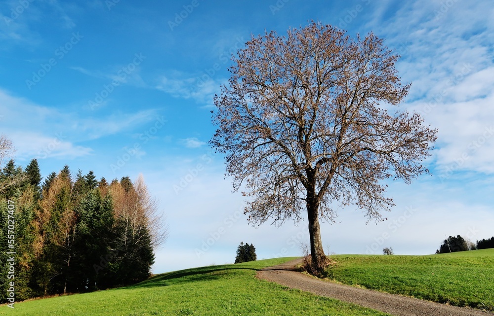 Fototapeta premium Baum mit kahler, filigraner Krone