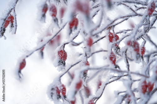 A beautiful rosehip bush in frost. The red berries are covered with needle-like ice crystals. Selective focus.