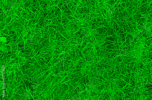 Trawa zielona tło tekstura photo