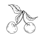 Linear botanical sketch of cherry berries with leaves. Vector graphics.