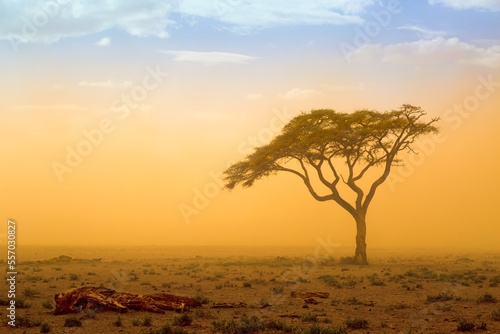 Afrikanische Akazie im orangenen Sandsturm