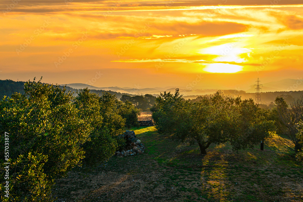 Beautiful sunset views from an olive grove in Canyelles, Barcelona