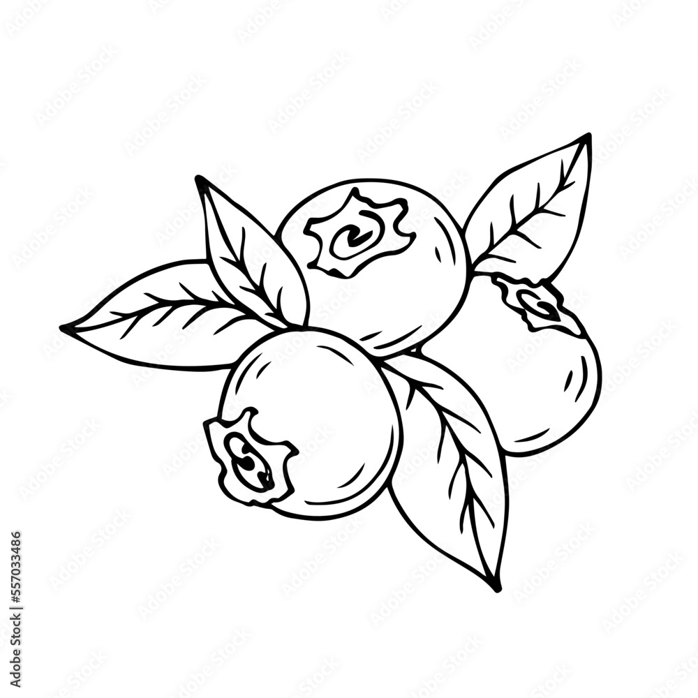 Fototapeta premium Linear sketches of blueberry branches with wild berries and foliage.Vector graphics.