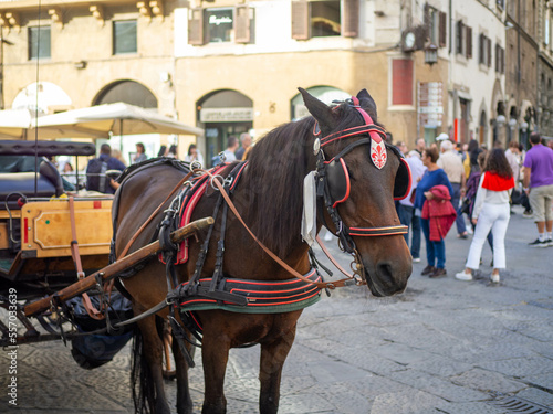 A horse pulling a carriage in Florence Italy. It is taking a break on the square outside of the Duomo.