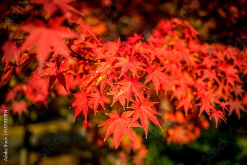 Obraz na płótnie Japanese maple leaves in Autumn w salonie