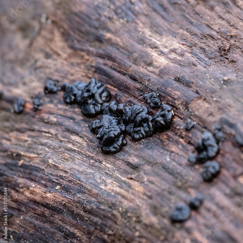 The black jelly fungus Exidia nigrans Witches` butter growing on tree trunk photo
