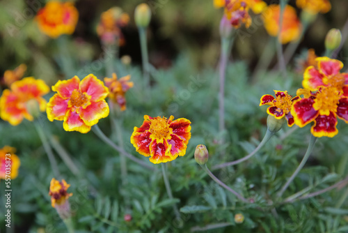blurred floral background  wet marigold flowers   Tagetes erecta  in the meadow after the rain