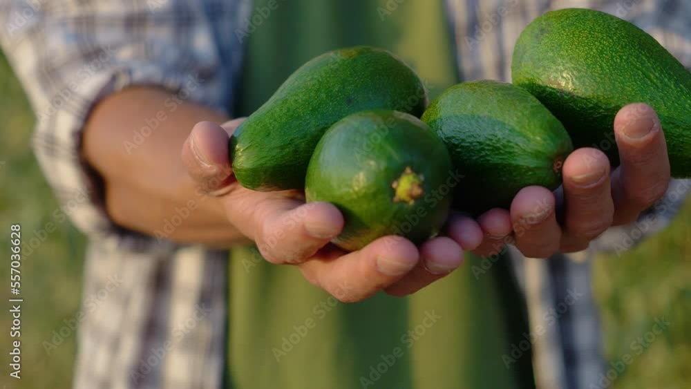 avocado farming. man farmer harvesting avocado, green avocados in hands close up. commercial