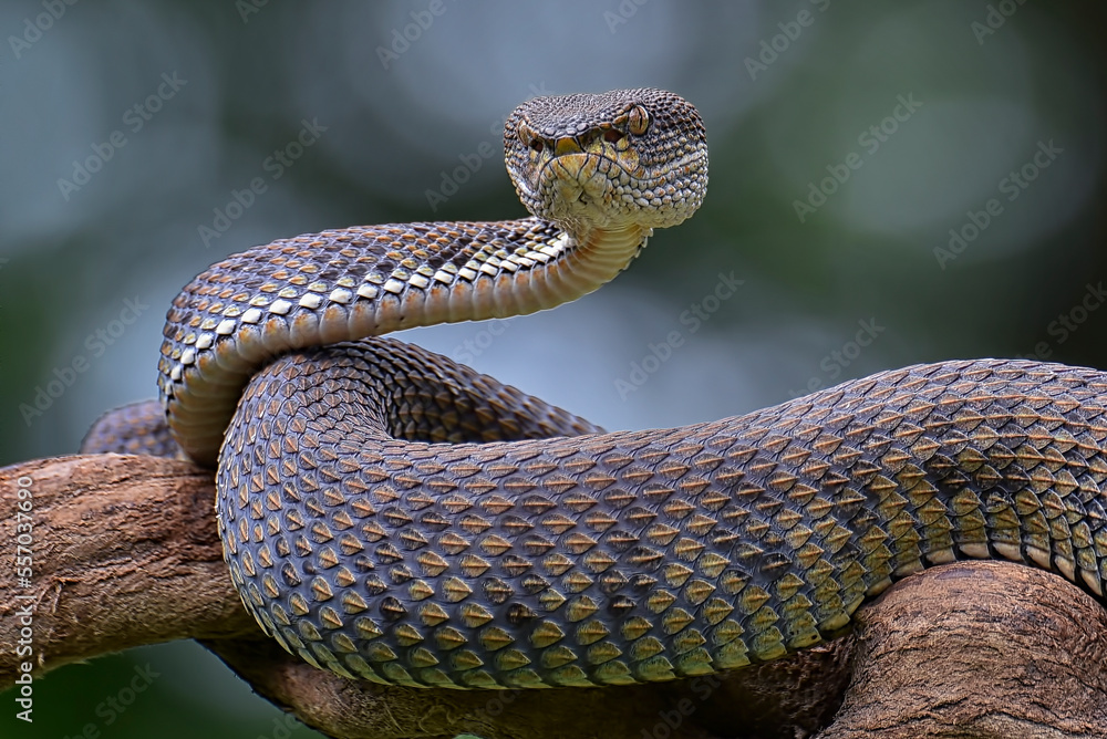 Mangrove pit viper ( Trimeresurus purpureomaculatus ) on a tree branch Mangrove pit viper ( Trimeresurus purpureomaculatus ) on a tree branch