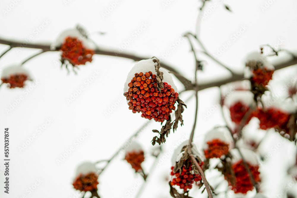 bunches of red viburnum covered with snow. winter background. ethno-national symbols of Ukraine