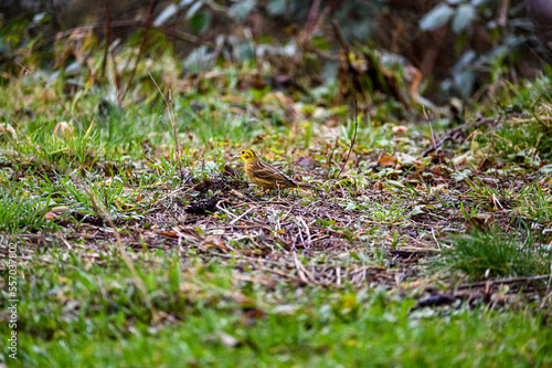 Yellowhammer in a meadow