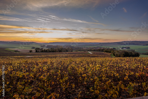 Obraz na plátně photo de paysage dans le vignoble champenois