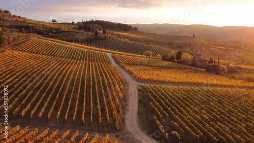 Aerial drone view over vineyards, towards agricultural fields, during sunset