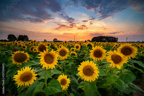 Summer sunset over field of sunflowers