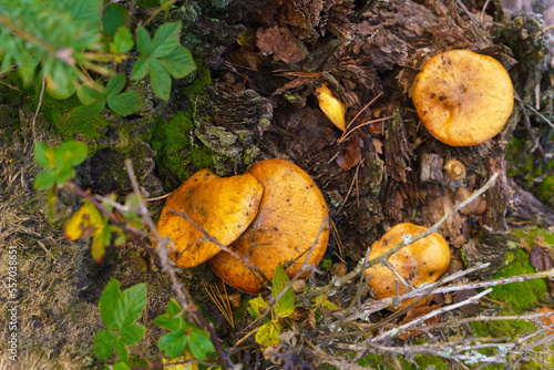 Suillus luteus - edible mushroom growing in the forest. Picking mushrooms, collecting edible mushrooms in the forest.