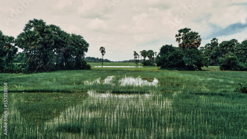 Reisfeld in Kambodscha zwischen Angkor Wat und Phnom Kulen photo