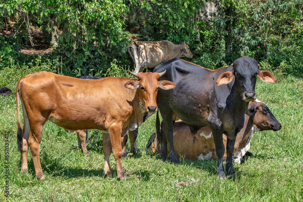 Crossbreed cattle in green pasture on countryside of Brazil