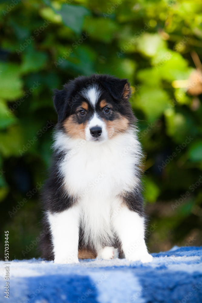 Black tricolor Australian Shepherd puppy in the park with flowers Black tricolor Australian Shepherd puppy in the park with flowers