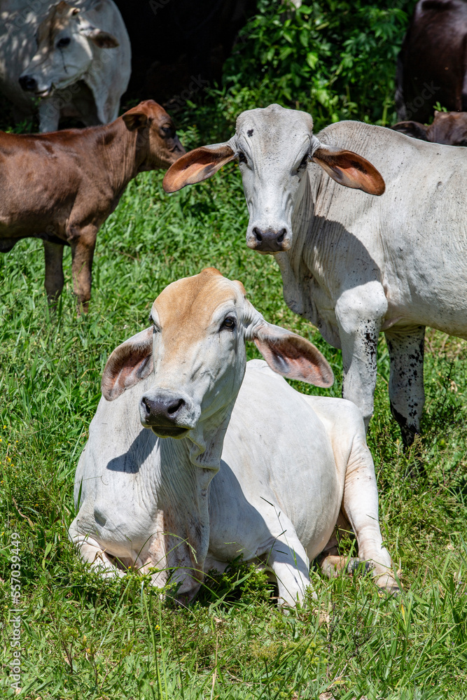Crossbreed cattle in green pasture on countryside of Brazil
