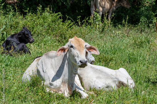 Crossbreed cattle in green pasture on countryside of Brazil