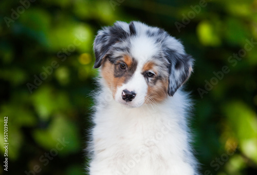 Blue marble Australian Shepherd puppy in the park with flowers