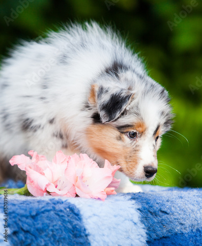 Blue marble Australian Shepherd puppy in the park with flowers