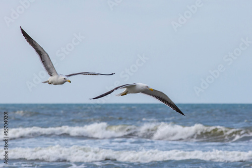 Kelp gulls fishing on the beach on the coast of the state of Sao Paulo  Brazil