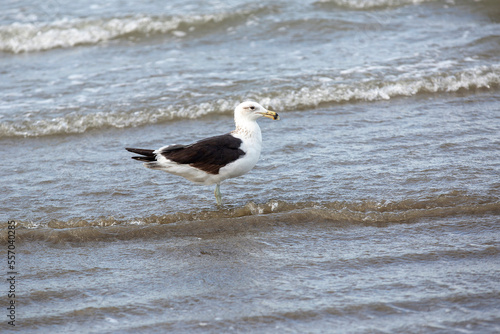 Kelp gulls fishing on the beach on the coast of the state of Sao Paulo  Brazil