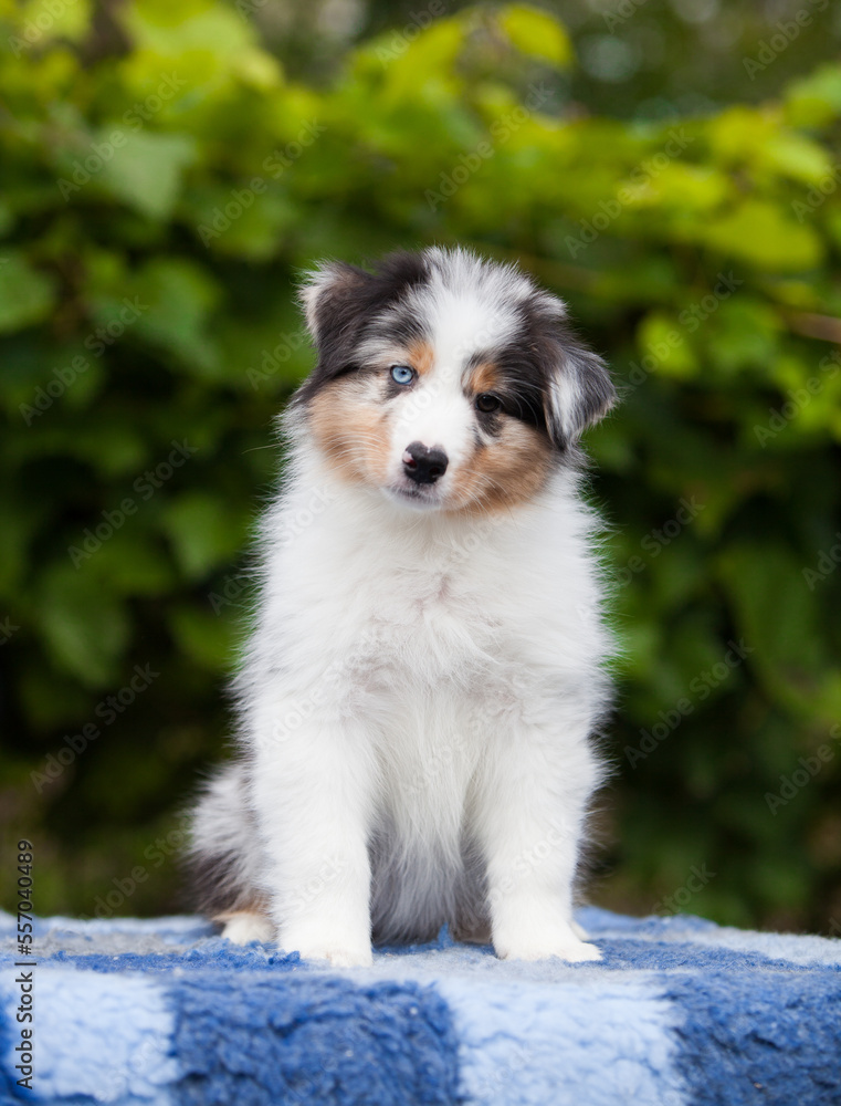 Blue marble Australian Shepherd puppy in the park with flowers