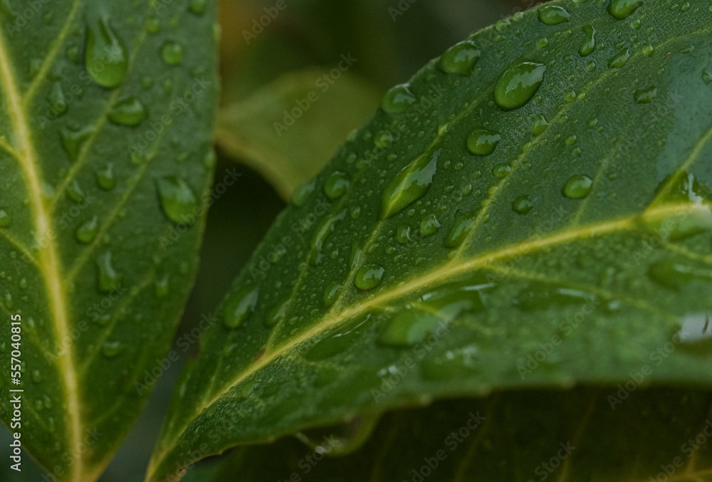 Close up of fresh green cherry laurel leaves with dew drops or water of raindrops Close up of fresh green cherry laurel leaves with dew drops or water of raindrops