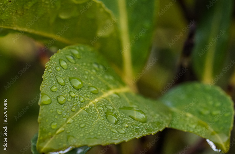 Close up of fresh green cherry laurel leaves with dew drops or water of raindrops Close up of fresh green cherry laurel leaves with dew drops or water of raindrops