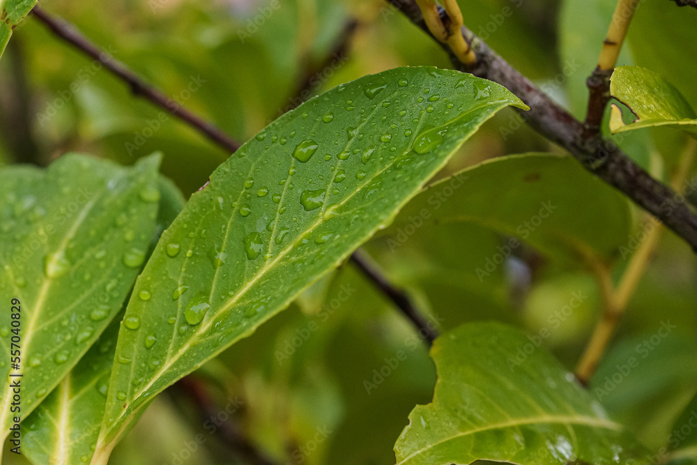 Close up of fresh green cherry laurel leaves with dew drops or water of raindrops Close up of fresh green cherry laurel leaves with dew drops or water of raindrops