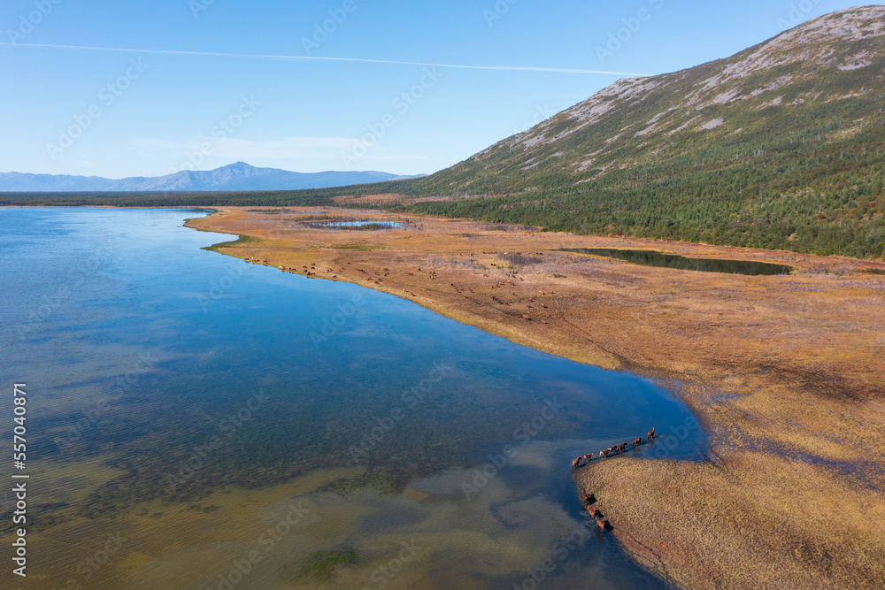 Aerial view of a shallow lake at the foot of the mountain. A herd of horses walks along the water along the shore of the lake. Nature of Siberia and the Russian Far East. Magadan region, Russia.