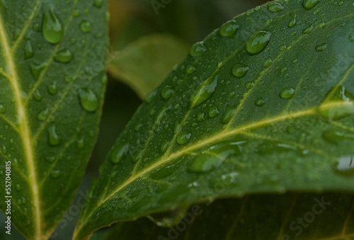 Close up of fresh green cherry laurel leaves with dew drops or water of raindrops