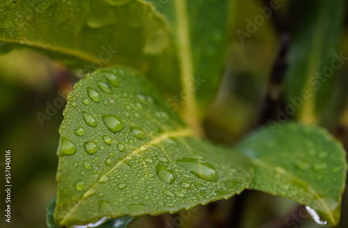 Close up of fresh green cherry laurel leaves with dew drops or water of raindrops