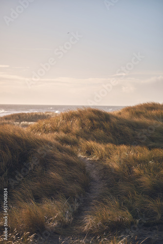 wandering path in danish dunes. High quality photo