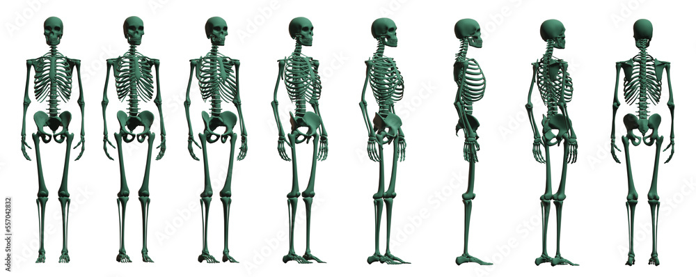 skeleton body