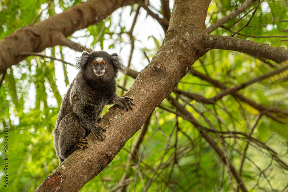 Fototapeta premium Macaco Sagui - pertencente ao gênero Callithrix