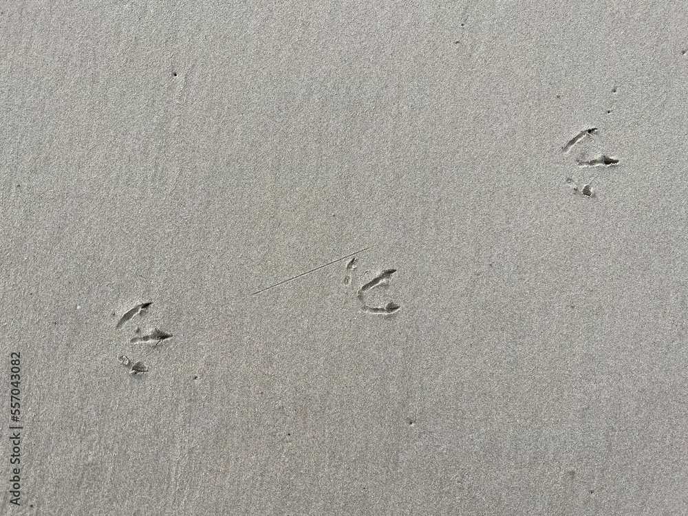 bird footprints in the sand on the beach bird footprints in the sand on the beach
