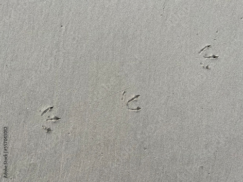 bird footprints in the sand on the beach