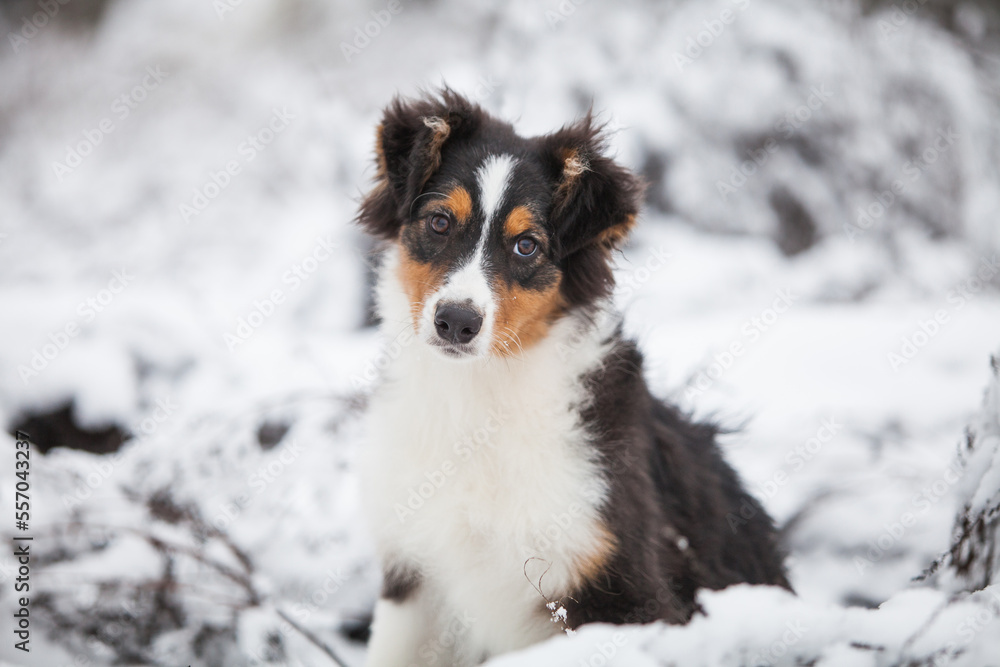 Little Australian Shepherd puppies playing in the snow Little Australian Shepherd puppies playing in the snow
