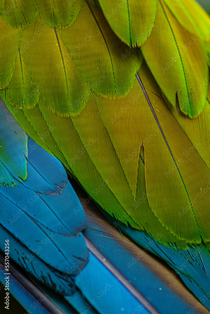 Fototapeta premium Plumas de guacamayo