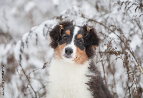 Little Australian Shepherd puppies playing in the snow © Ilona Didkovska