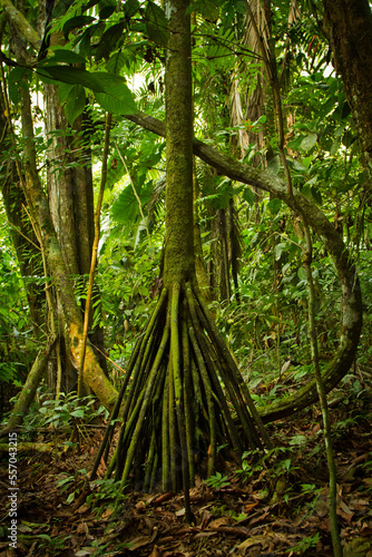 Socratea exorrhiza arbol caminante en el bosque