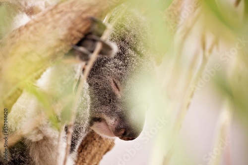 Canvas Print Koala im Eukalyptusbaum