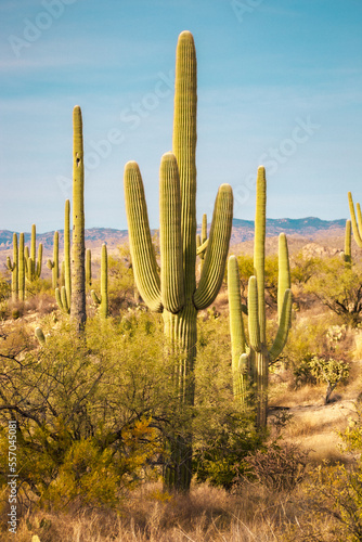 Southwest Arizona Saguaro Cactus in Desert