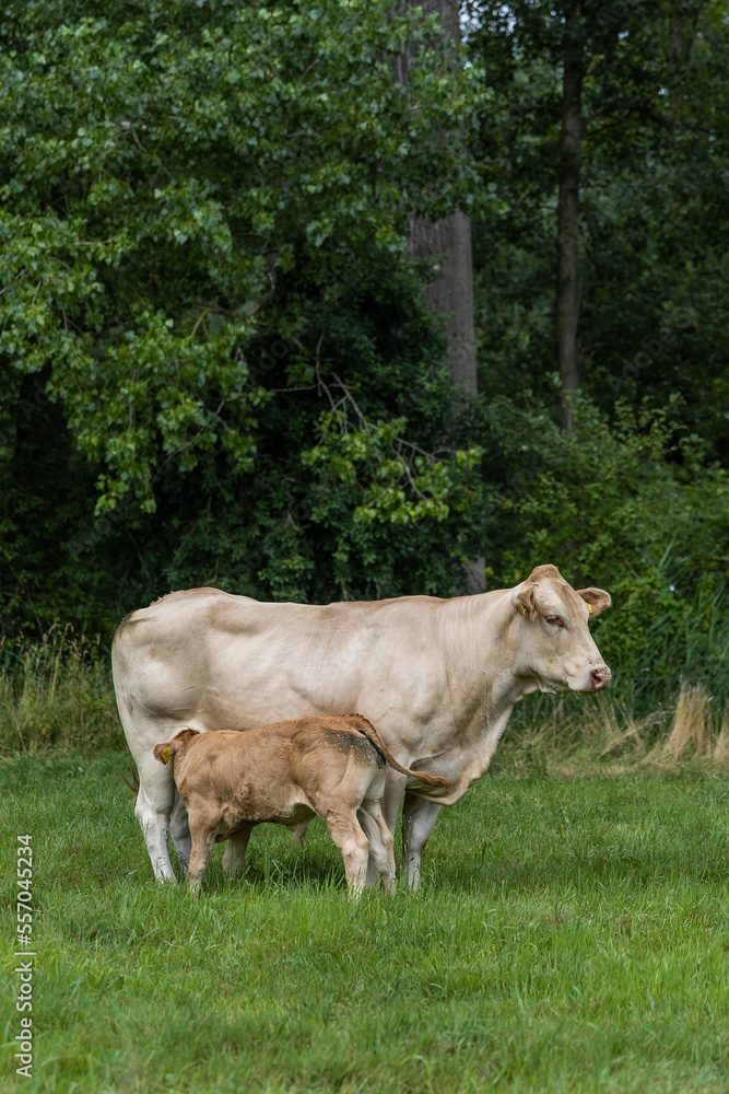 cow and calf in the field
