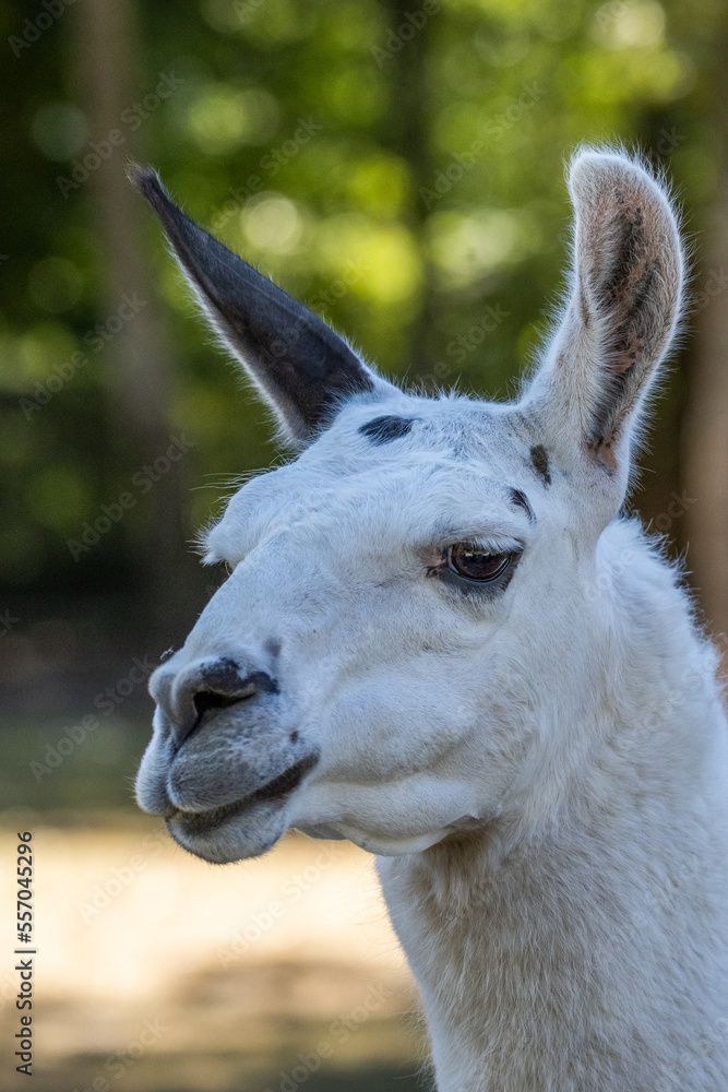 close up of a white alpaca lama