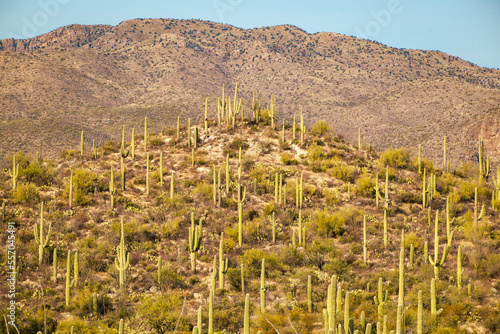 Saguaros and Mountains in Tucson Arizona