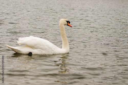 A pair of white swans floats on the water. A white swan glides on the water lit by the morning sun.